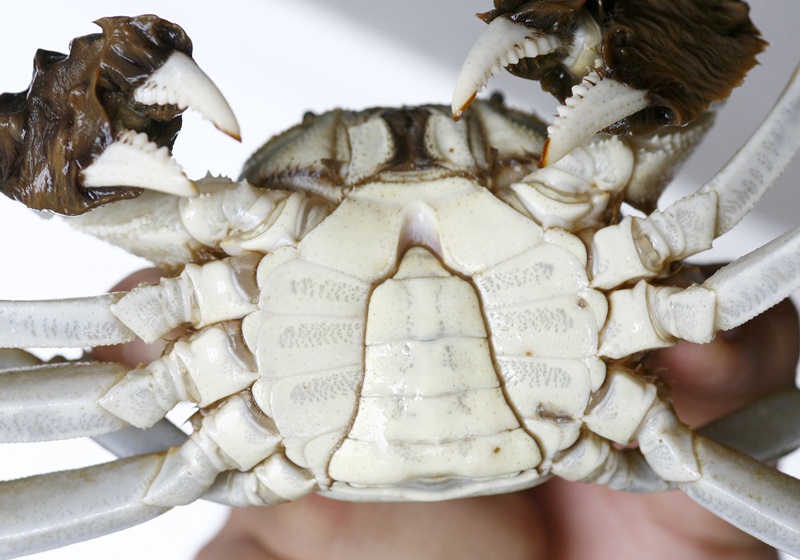 秋天吃什么螃蟹好 買對才能正確料理 秋天吃什么螃蟹好 買對才能正確料理