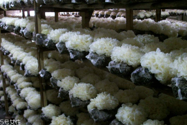 銀耳顏色白是怎么回事 太過完美必然有鬼 銀耳顏色白是怎么回事 太過完美必然有鬼