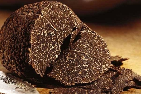 松露為什么不能養(yǎng)殖 人工栽培難度較大 松露為什么不能養(yǎng)殖 人工栽培難度較大