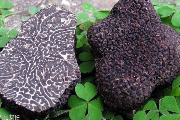 松露怎么找 動(dòng)物是好幫手 松露怎么找 動(dòng)物是好幫手