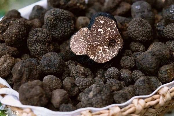 松露怎么找 動(dòng)物是好幫手 松露怎么找 動(dòng)物是好幫手