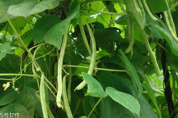 四季豆怎么處理 這樣才是正確方式 四季豆怎么處理 這樣才是正確方式