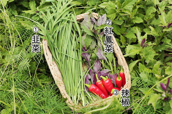 小花園種什么蔬菜好看還能吃 小花園種什么蔬菜好看還能吃