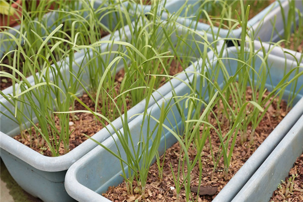 小花園種什么蔬菜好看還能吃 小花園種什么蔬菜好看還能吃