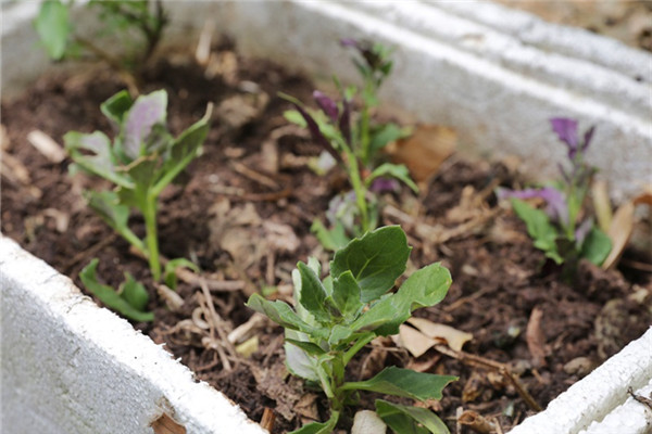 小花園種什么蔬菜好看還能吃 小花園種什么蔬菜好看還能吃