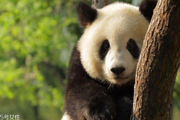 黑眼圈很重是什么原因 原因可不止熬夜這一個(gè) 黑眼圈很重是什么原因 原因可不止熬夜這一個(gè)