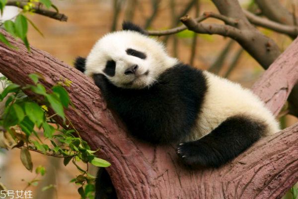 黑眼圈很重是什么原因 原因可不止熬夜這一個(gè) 黑眼圈很重是什么原因 原因可不止熬夜這一個(gè)