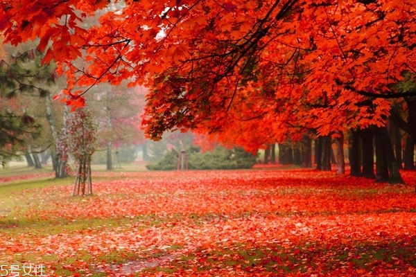 秋季吃什么去火 秋燥就吃這些 秋季吃什么去火 秋燥就吃這些