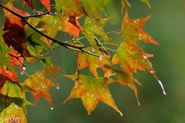 秋季能喝綠豆湯嗎 這個(gè)是可以的 秋季能喝綠豆湯嗎 這個(gè)是可以的