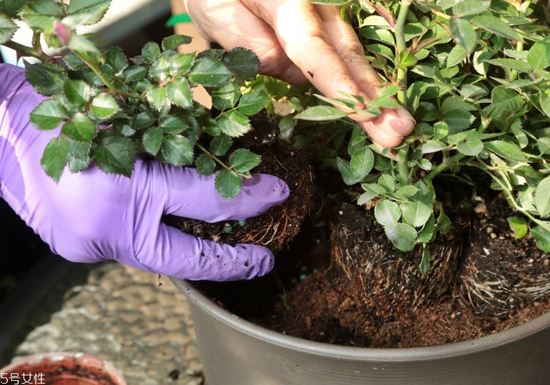 玫瑰花盆栽種植方法 玫瑰花盆栽在家這樣養(yǎng) 玫瑰花盆栽種植方法 玫瑰花盆栽在家這樣養(yǎng)