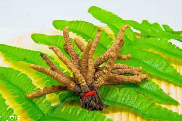 冬蟲(chóng)夏草的功效作用與知識(shí)要點(diǎn)