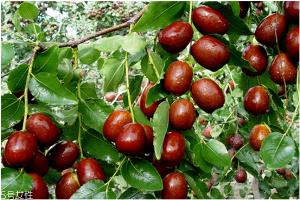 冬棗是熱性還是涼性 冬棗和紅棗的區(qū)別 冬棗是熱性還是涼性 冬棗和紅棗的區(qū)別