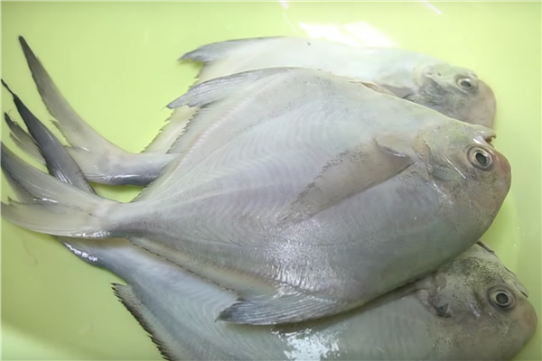 白鯧魚怎么做好吃 酸甜可口番茄燜白鯧的做法 白鯧魚怎么做好吃 酸甜可口番茄燜白鯧的做法