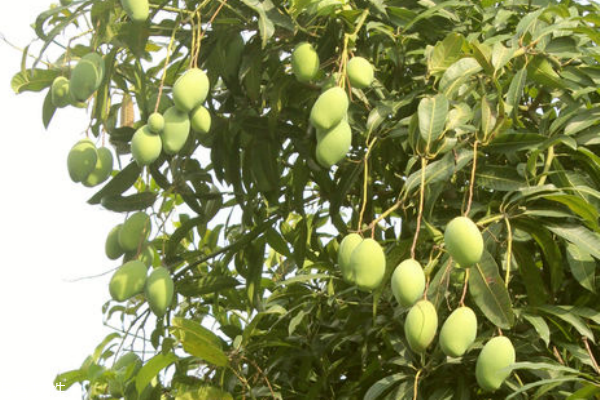 芒果減肥法是真的嗎 會反彈嗎 芒果減肥法是真的嗎 會反彈嗎