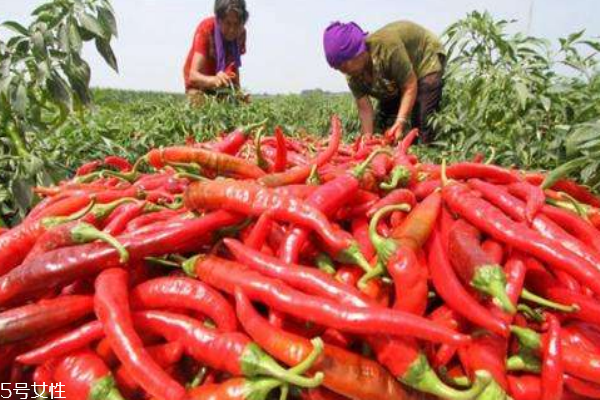 辣椒防癌還是致癌 辣椒的好處 辣椒防癌還是致癌 辣椒的好處