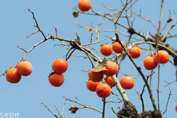 柿子不能和海鮮一起吃嗎 吃柿子要注意這些 柿子不能和海鮮一起吃嗎 吃柿子要注意這些