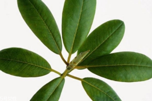 枇杷膏可以止咳嗎 止咳小神器 枇杷膏可以止咳嗎 止咳小神器