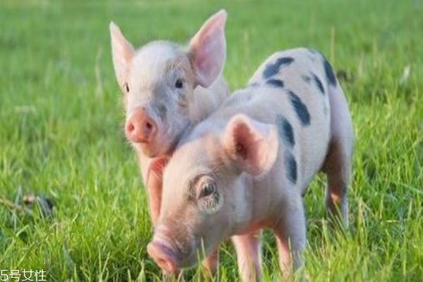 非洲豬瘟傳染人嗎 肉還能吃嗎 非洲豬瘟傳染人嗎 肉還能吃嗎