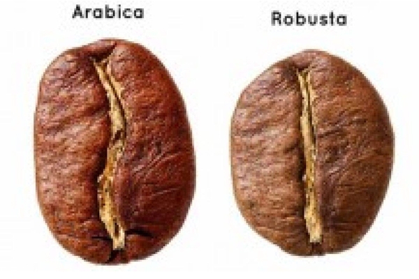 阿拉比卡咖啡豆怎么樣 咖啡因含量低 阿拉比卡咖啡豆怎么樣 咖啡因含量低