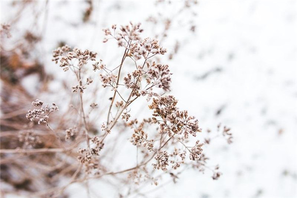 立冬進(jìn)補吃什么最好最養(yǎng)生