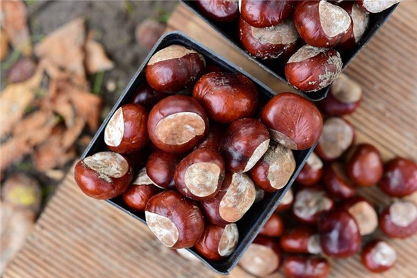 立冬進(jìn)補吃什么最好最養(yǎng)生