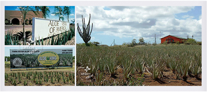 種草綠色農(nóng)場(chǎng)，輕松擁有逆齡肌