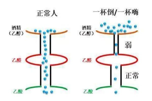喝酒上臉的人酒量好嗎 喝酒上臉好不好 喝酒上臉的人酒量好嗎 喝酒上臉好不好