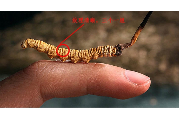 怎么挑冬蟲夏草顏色 6個方面好壞對比圖 怎么挑冬蟲夏草顏色 6個方面好壞對比圖