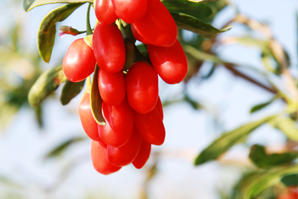枸杞是不是越大越好 個頭太大反而營養(yǎng)不足 枸杞是不是越大越好 個頭太大反而營養(yǎng)不足