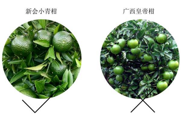 如何區(qū)分小青柑產(chǎn)區(qū) 柑果產(chǎn)區(qū)和普洱產(chǎn)區(qū)怎么區(qū)分 如何區(qū)分小青柑產(chǎn)區(qū) 柑果產(chǎn)區(qū)和普洱產(chǎn)區(qū)怎么區(qū)分