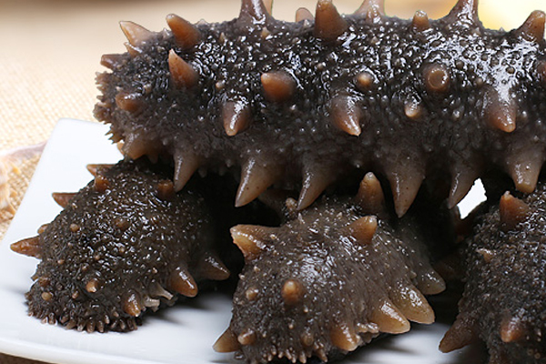 干海參有多大 最大能達30厘米 干海參有多大 最大能達30厘米