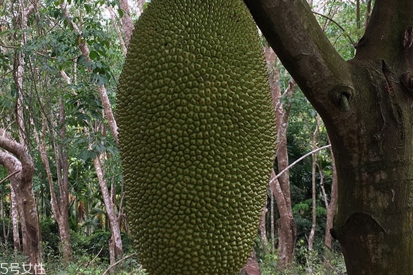 菠蘿蜜為什么不甜 可能是沒熟