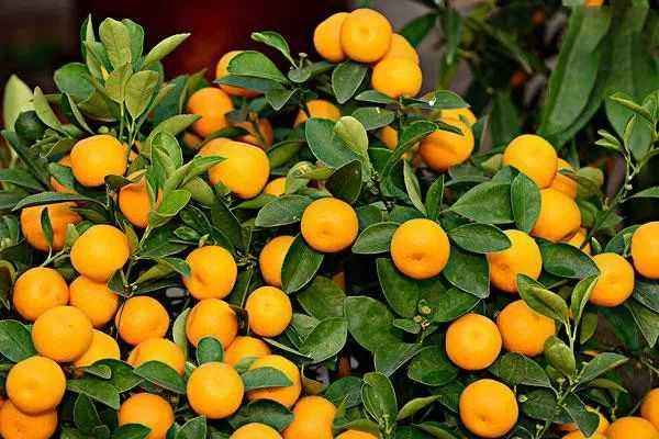 小金橘的皮可以吃嗎 小金橘的皮有什么營養(yǎng) 小金橘的皮可以吃嗎 小金橘的皮有什么營養(yǎng)