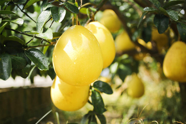 柚子屁股大的甜嗎 屁股圓的果斷放棄 柚子屁股大的甜嗎 屁股圓的果斷放棄