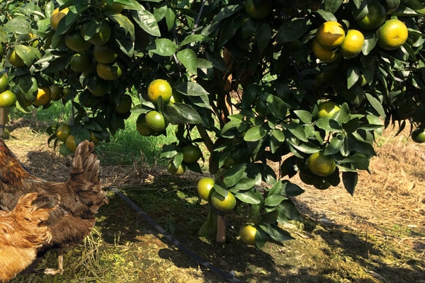 皇帝柑怎么挑 這樣挑準(zhǔn)沒錯 皇帝柑怎么挑 這樣挑準(zhǔn)沒錯