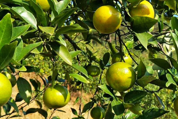 皇帝柑怎么挑 這樣挑準(zhǔn)沒錯 皇帝柑怎么挑 這樣挑準(zhǔn)沒錯