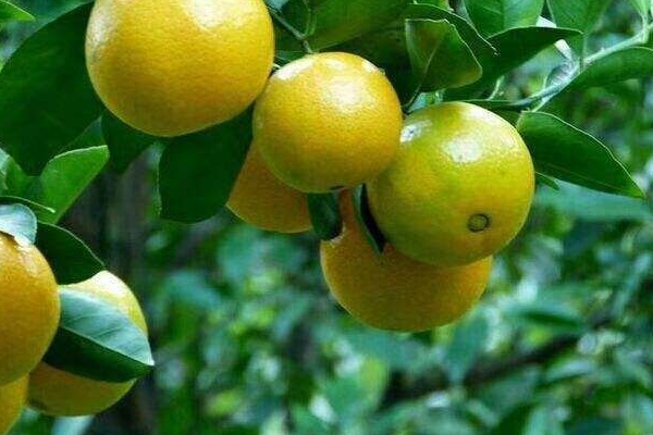 皇帝柑怎么保鮮 這樣保存才靠譜 皇帝柑怎么保鮮 這樣保存才靠譜