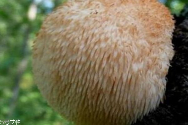 猴頭菇能治胃病嗎 猴菇餅干要少吃 猴頭菇能治胃病嗎 猴菇餅干要少吃