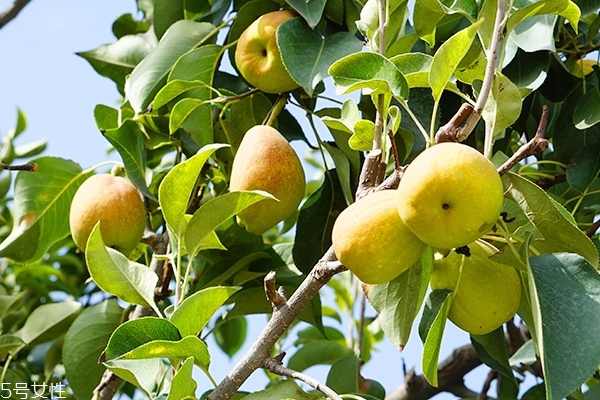 香梨要削皮嗎 不削更好 香梨要削皮嗎 不削更好
