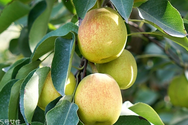 香梨要削皮嗎 不削更好 香梨要削皮嗎 不削更好