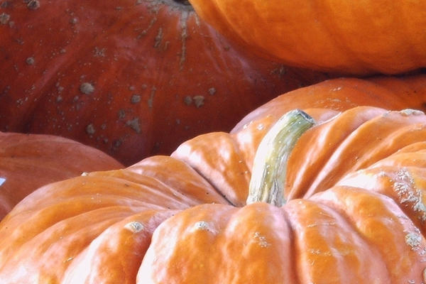 老南瓜什么顏色的好吃 顏色越深越甜 老南瓜什么顏色的好吃 顏色越深越甜