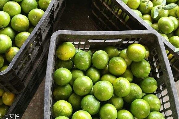 皇帝柑幾年掛果 皇帝柑的皮可以泡水喝嗎 皇帝柑幾年掛果 皇帝柑的皮可以泡水喝嗎