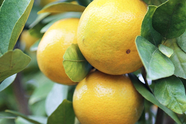 皇帝柑有沒有籽 皇帝柑上火還是降火