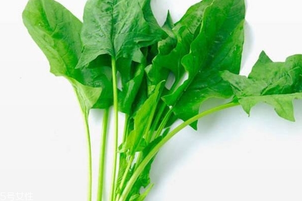 菠菜會過敏嗎 有這個可能 菠菜會過敏嗎 有這個可能