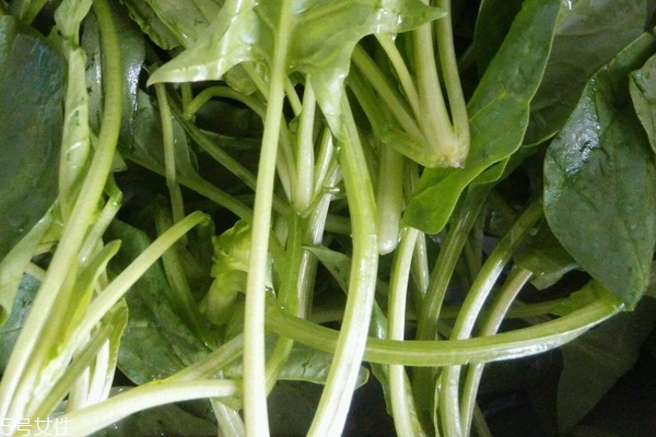菠菜會過敏嗎 有這個可能 菠菜會過敏嗎 有這個可能