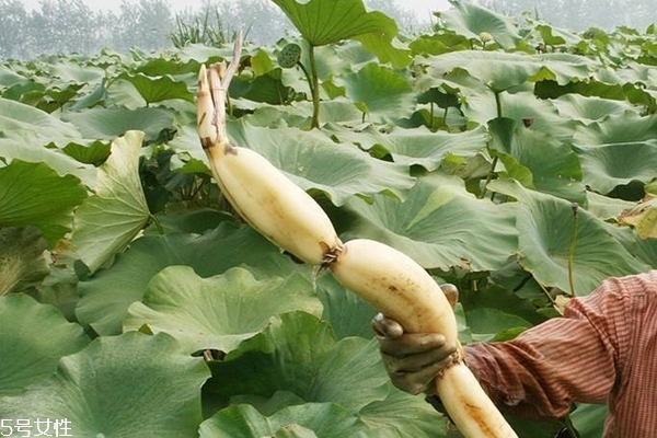 蓮藕變紅怎么回事 因?yàn)楹羞@個(gè)成分 蓮藕變紅怎么回事 因?yàn)楹羞@個(gè)成分