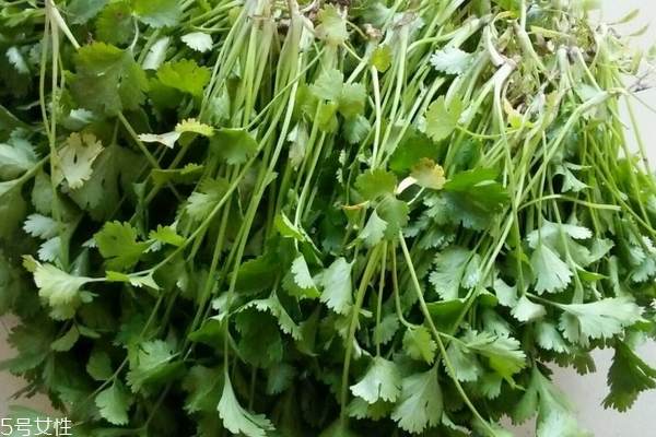 香菜為什么不能亂吃 禁忌多多 香菜為什么不能亂吃 禁忌多多