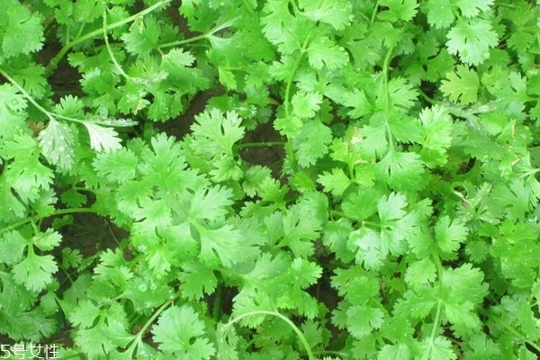 香菜怎么腌制 其實(shí)很簡單 香菜怎么腌制 其實(shí)很簡單