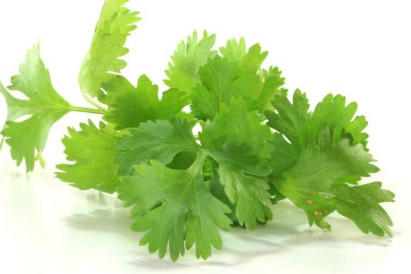 香菜怎么腌制 其實(shí)很簡單 香菜怎么腌制 其實(shí)很簡單
