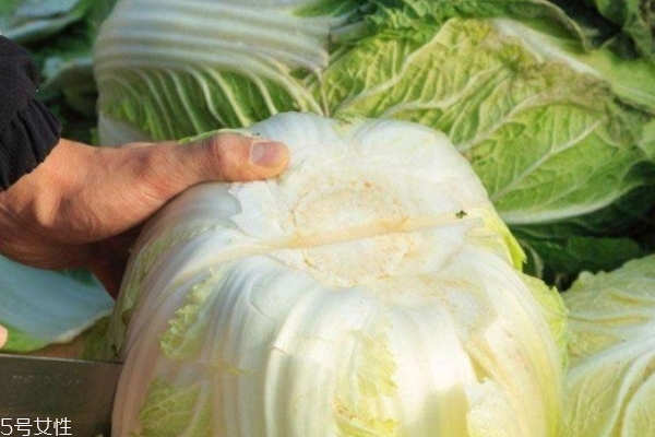 大白菜要焯水嗎 這個(gè)都可以 大白菜要焯水嗎 這個(gè)都可以